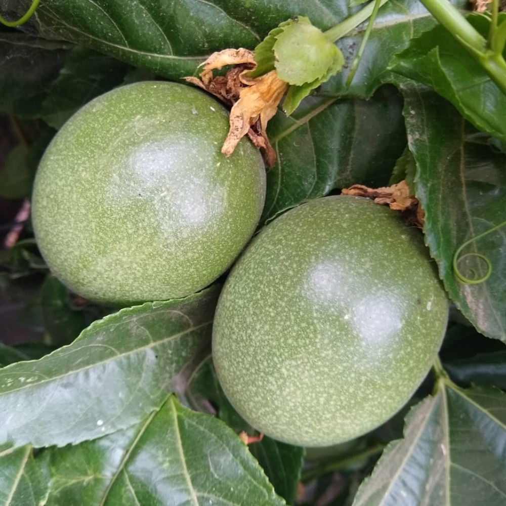 Passion fruit - Picture 1 of 3
